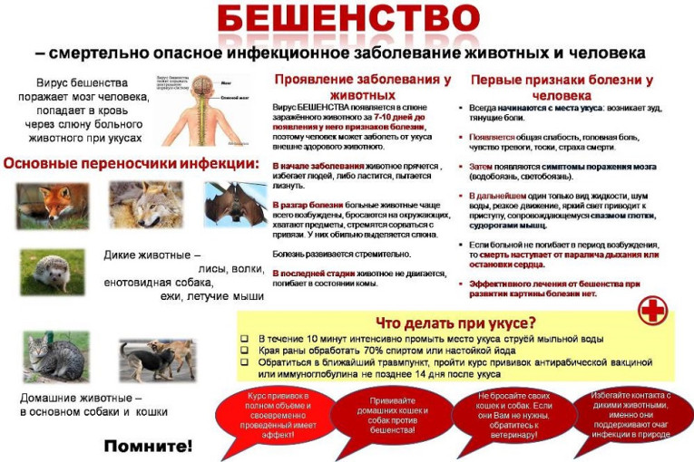 Памятка по профилактике бешенства. Памятка по профилактике бешенства.
